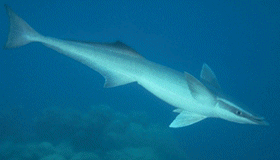 Remora